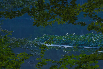Obraz na płótnie Canvas Lotus Pond
