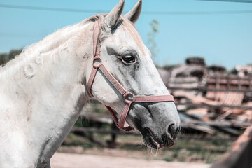 white beautiful horse on the ranch