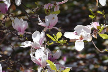 Magnolia tree with flowers in the park in front of Wawel Castle, Krakow, Poland