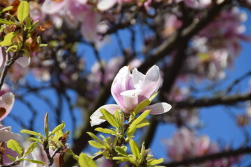Magnolia tree with flowers in the park in front of Wawel Castle, Krakow, Poland