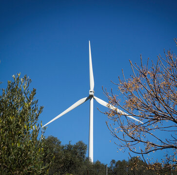 Un aerogenerador parado entre dos arboles con cielo azul intenso