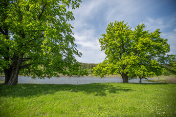 oaks in a spring green meadow, lake shore