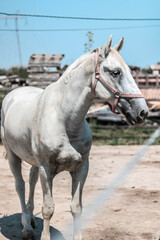 Obraz na płótnie Canvas white beautiful horse on the ranch