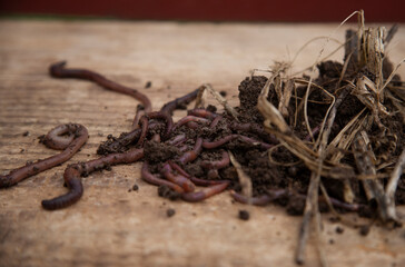 Earthworms isolated from the soil on the wooden bench. There are a lot of earthworms in the soil of our farm, that help us to keep its furtility and sustainability for ecological challenges.
