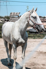 white beautiful horse on the ranch