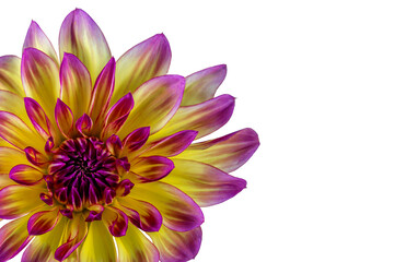 Part of a  dahlia flower in isolation for designers.