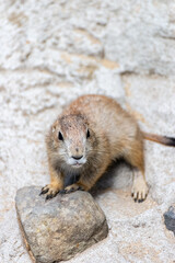 Prairie dog enjoys the warmth in the sun