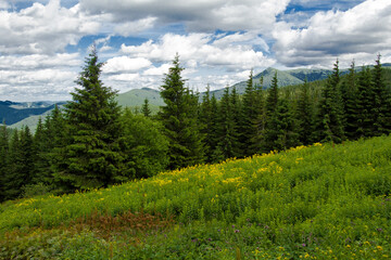 Fototapeta na wymiar Goverla summer view, Carpathian mountains climbing, Ukraine