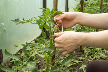 The hands of a young man are tied with a hemp twine a seedling of a tomato to a wooden stick. This...