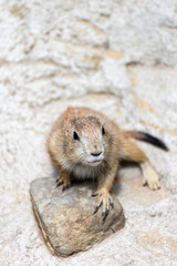 Prairie dog enjoys the warmth in the sun