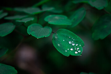 gotas en agua en hojas