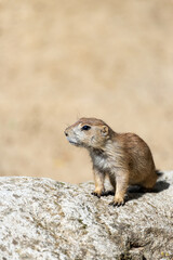 Prairie dog enjoys the warmth in the sun