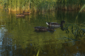 Several ducks on the pond surrounded by the green rushes