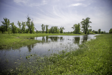 Fototapeta na wymiar spring flood, meadow and trees flooded with water on a sunny day