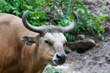 Red bull in the zoo