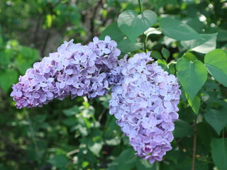 Blooming lilac flowers on the bush with green leaves