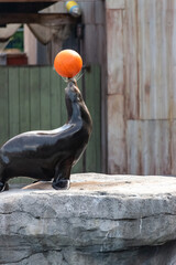 Sea lion shows tricks with the ball