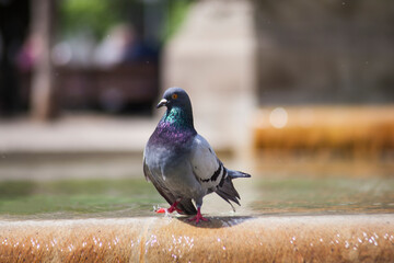 Obraz premium Crowd of pigeon on the walking street 