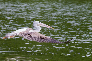 
Birds looking for food