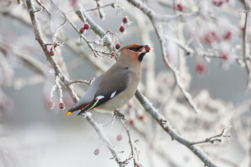 A Bohemian waxwing bird (Bombycilla garrulus), the size of a sparrow, is perched on a tree eating red Rowan berries. It is winter and ice crystals have formed on some of the tree branches and berries.