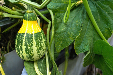 green variegated pumpkin grows in the garden on the bed. Pumpkin plant with fruit in a vegetable...