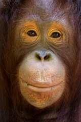 Fototapeta premium Orangutan with a smile