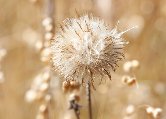 Dried puffy grass flower