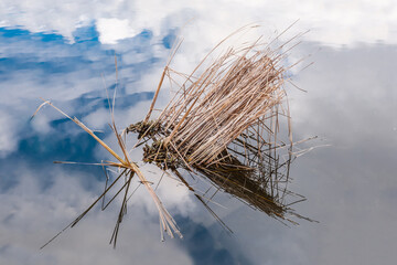 Reed bush against the background of clouds reflected in the water
