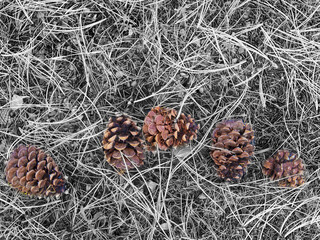 Pinecones
