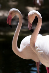 Naklejka premium close up of a pink flamingo