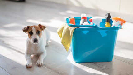 A smart, calm puppy lies next to a blue bucket of cleaning products in the kitchen. A set of...