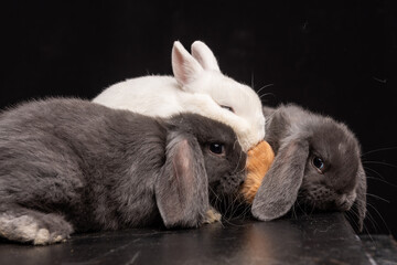 Baby Bunny, Rabbit, Giant flemish red, french lop, flemish giant, holland lop, white mini lop, group