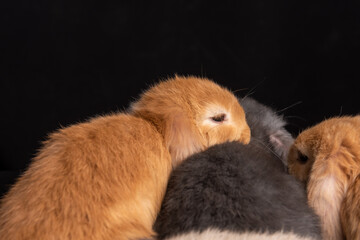 Baby Bunny, Rabbit, Giant flemish red, french lop, flemish giant, holland lop, white mini lop, group