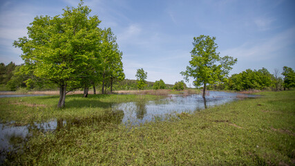 spring flood, meadow and trees flooded with water on a sunny day
