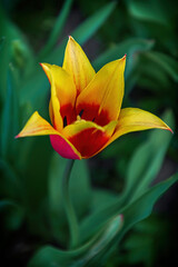 Spring tulips, Pskov region, Russia