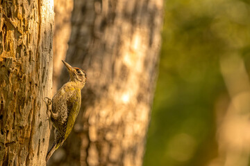Streak Throated Woodpecker busy on the tree at Bandipur tiger reserve area
