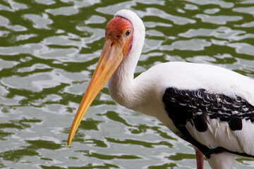 pelican on the water