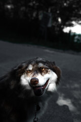 Husky Dog on a walk