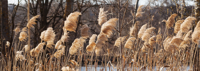 Dry canebrake with seed head in forest near river © BSANI