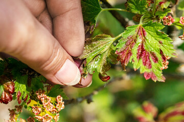 Gallic aphids on the leaves of currant. Control of garden and vegetable garden pests. Currant...