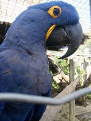 The blue macaw (Anodorhynchus hyacinthinus) is from the Psittacidae family that lives in the biomes of the Amazon Forest in the savanna and wetland. but present in the zoo that helps in conservation