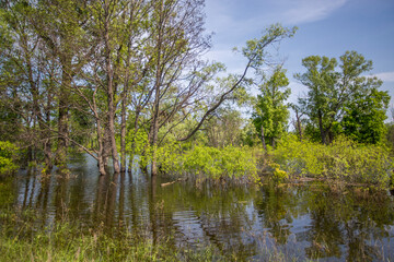 spring flood, water-flooded trees in the forest