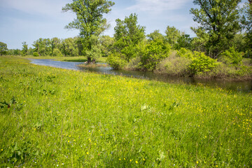 spring flowering meadow in the background lake and forest