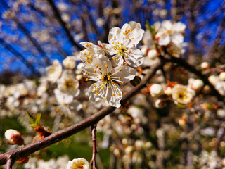 Cherry-plum blossoms