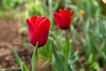 red blooming tulip in the garden in a rainy day. copy space.