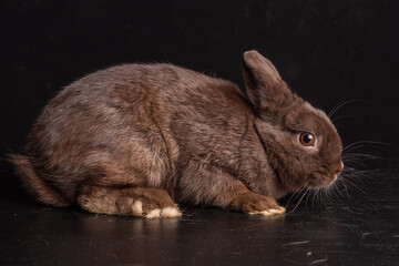 havana dwarf bunny rabbit tabby