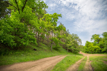 dirt road at the foot of a wooded hill on a sunny spring day