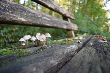 small brown mushrooms that grow in the forest on a damaged wooden bench in autumn, Stuttgart, Germany