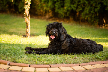 Cute fluffy furry lying mix breed dog smile and funny happy portrait in the summer garden, home