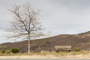 Wooden bench, tree without leaves